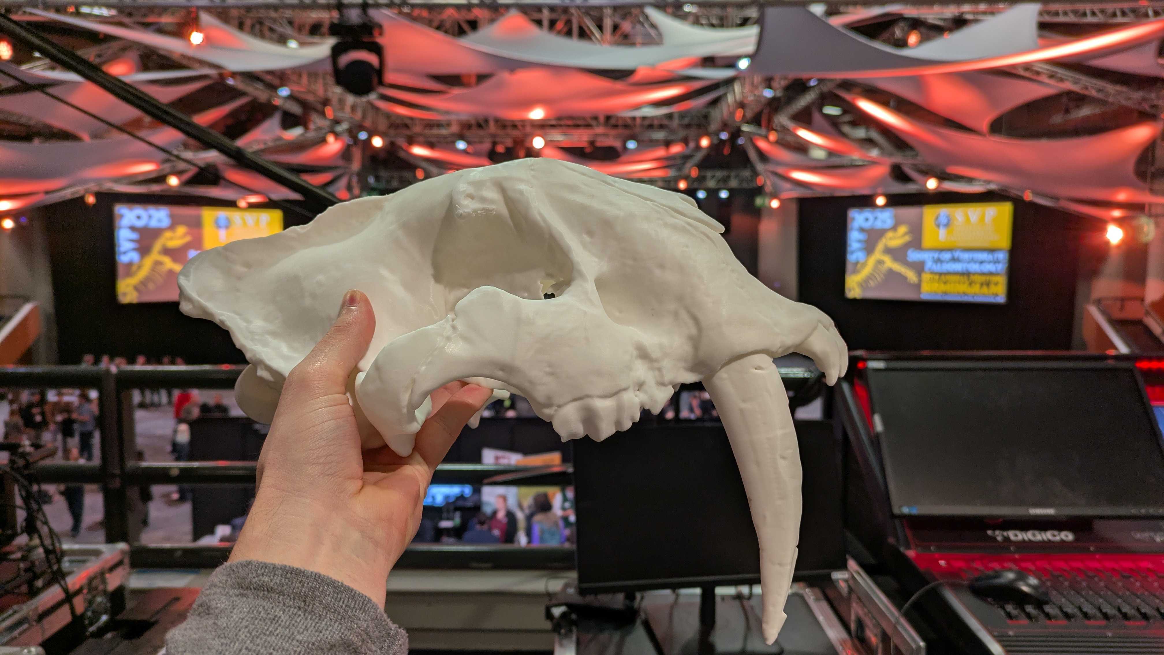 A saber-toothed skull model.