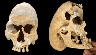 Medieval Warrior Monk With Rare Skull Shape Unearthed In Spain