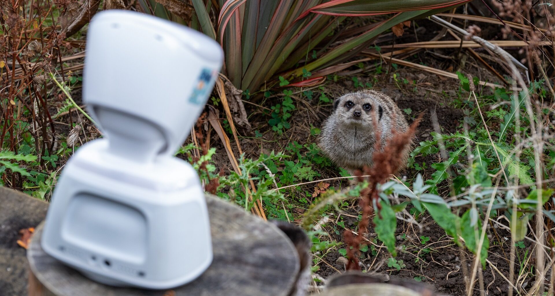 Edinburgh Zoo lets sick kids monkey around thanks to ground-breaking technology