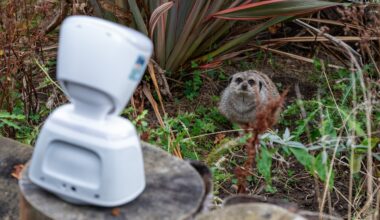 Edinburgh Zoo lets sick kids monkey around thanks to ground-breaking technology