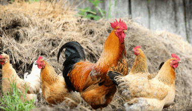 Monaghan poultry farmer 'very worried' about bird flu