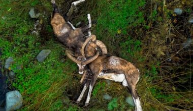 cover Tragic fate of rare mouflon captured by drone