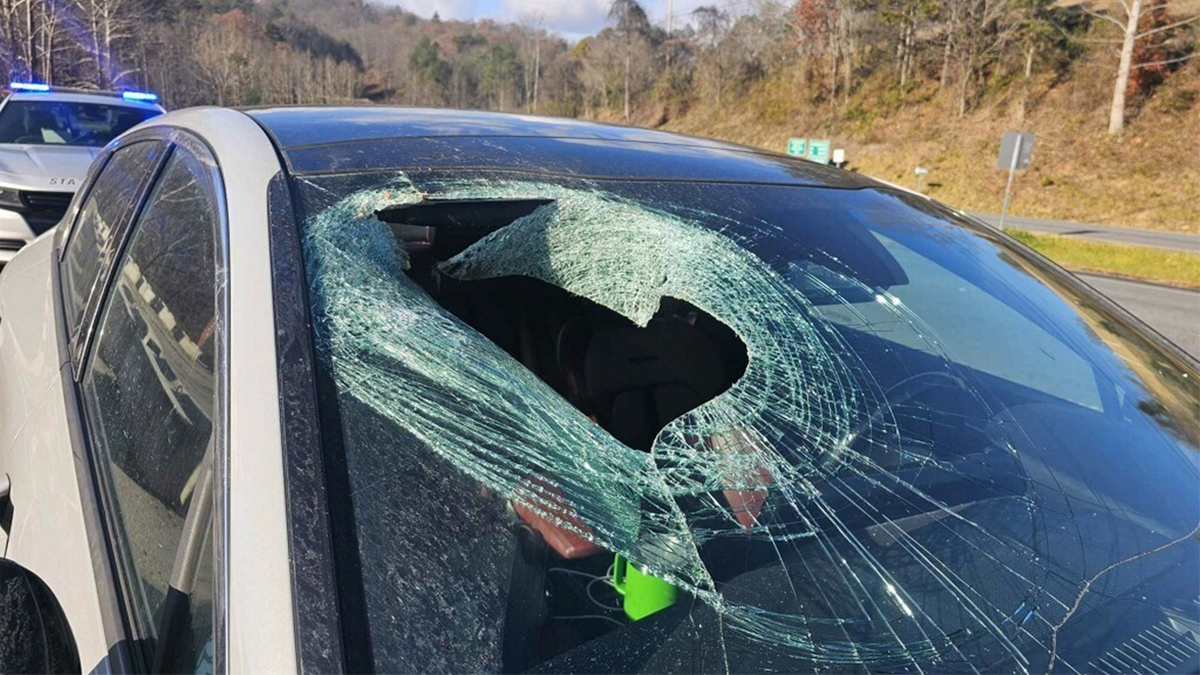 A smashed windshield after a cat carcass crashed into the car