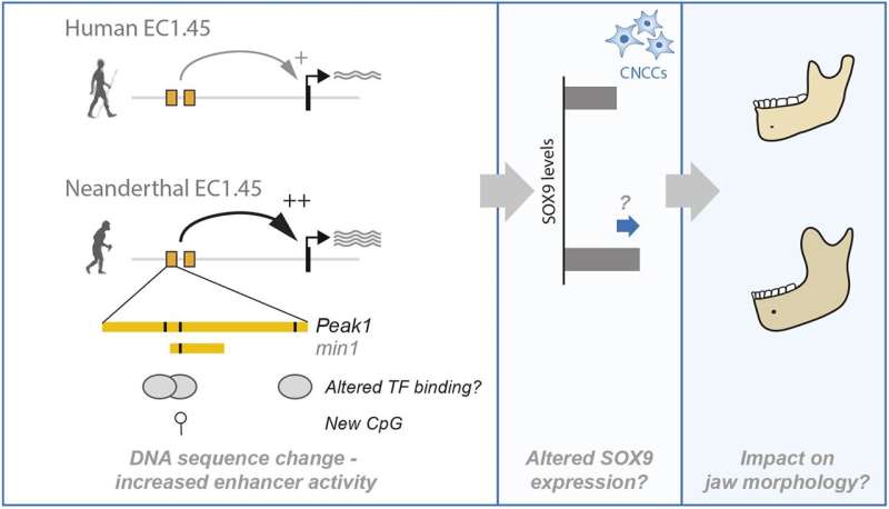 Model of increased Neanderthal enhancer activity and the hypothesized impact on jaw development. Credit: Development (2025). DOI: 10.1242/dev.204779 Neanderthal DNA helps explain how faces form