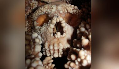 Hidden Neanderthal skull reveals unexpected details about ancient nasal anatomy and climate adaptation