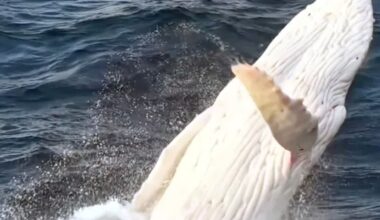 Incredible moment all-white albino humpback whale bursts from water in ultra rare drone sighting of real-life Moby Dick