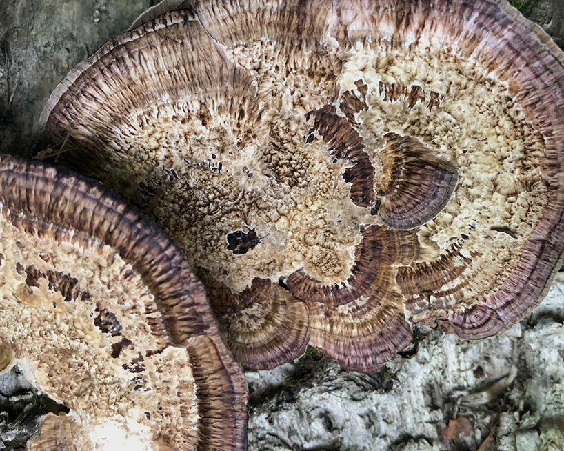 designboom radar: exhibitions to see around the world this november