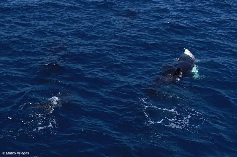 Orcas seen killing young great white sharks by flipping them upside-down