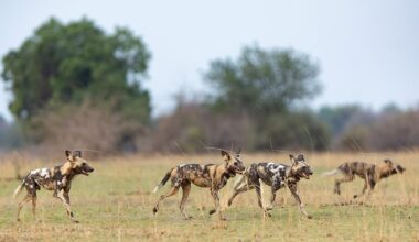 BBC One - Kingdom - Flint: An example of African wild dog resilience