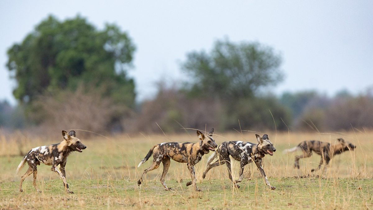 BBC One - Kingdom - Flint: An example of African wild dog resilience