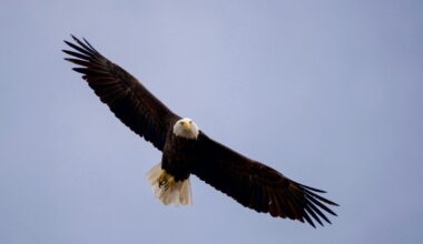 South Carolina goes farther with charters – Mackinac Center