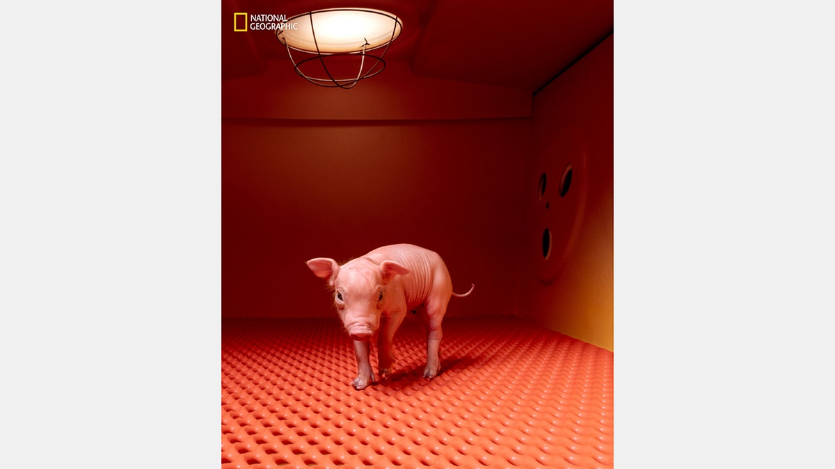 a piglet stands in an incubator