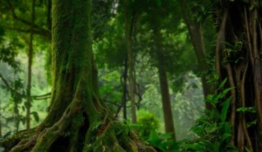 Germany Commits €1 Billion to Brazil’s Global Rainforest Facility