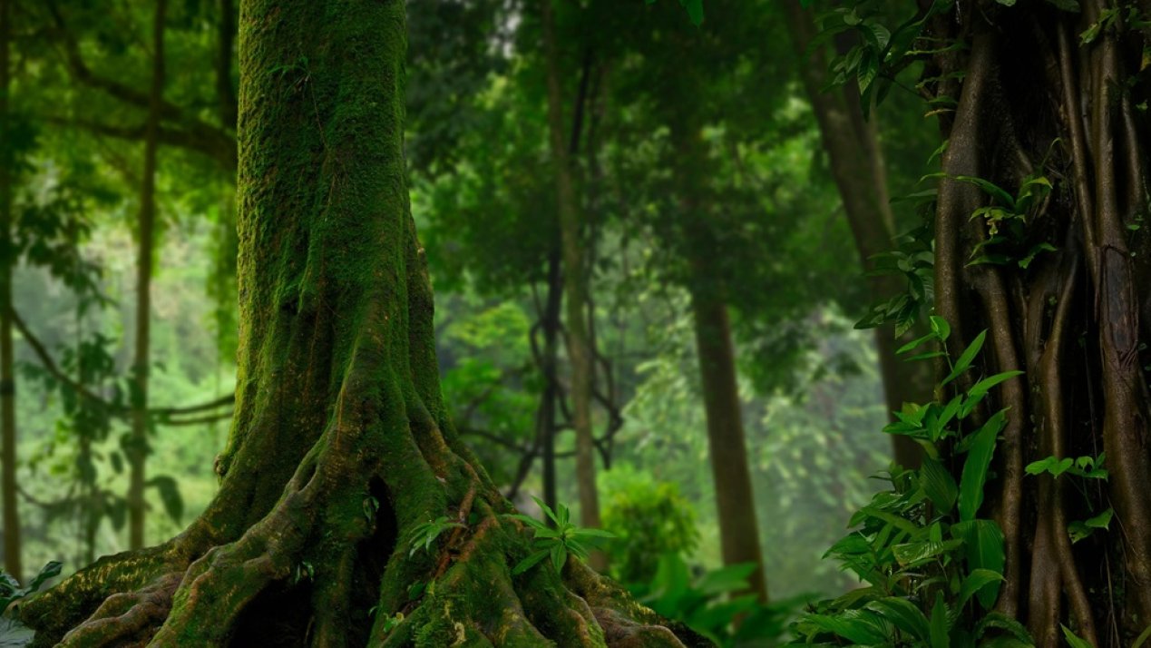 Germany Commits €1 Billion to Brazil’s Global Rainforest Facility