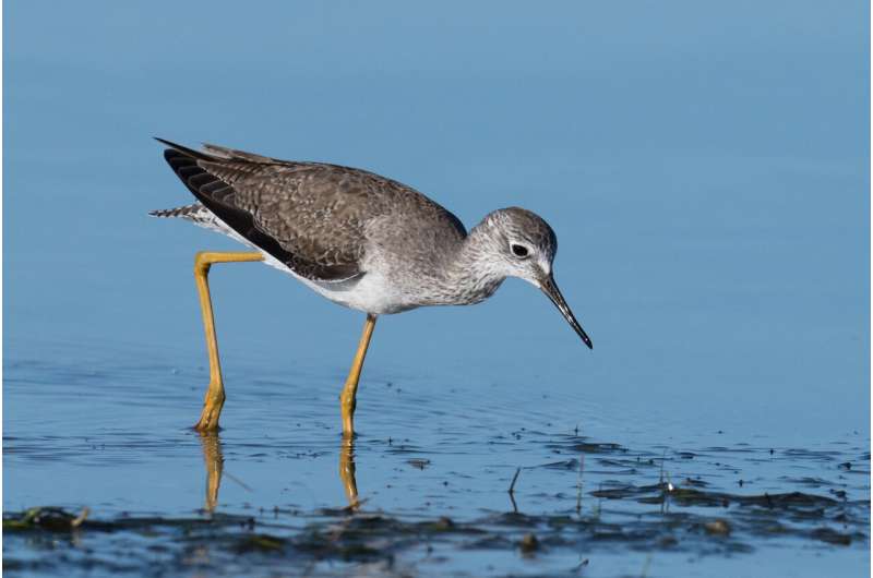Lesser yellowlegs. Credit: Russ, Wikimedia Commons, CC license attribution Saturday Citations: Humans have sensitive hands; solar system travels 3 times faster than predicted