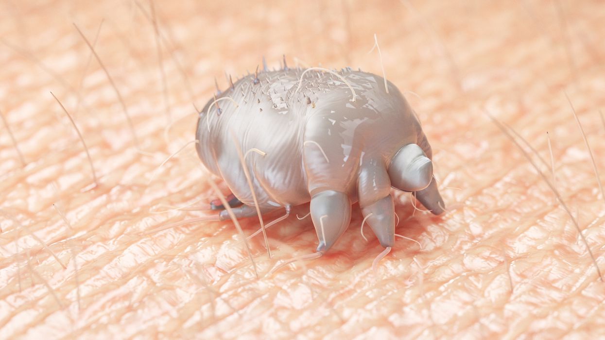 Scabies mite
