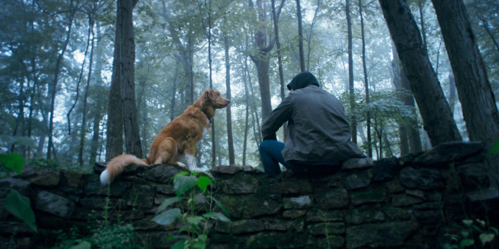 Indy, Shane Jensen, Good Boy indy and todd sit together on a stone wall in the forest, good boy