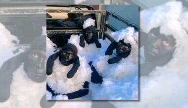 No, photo doesn't show Algerian migrants in sheep costumes arrested while trying to sneak into Spain
