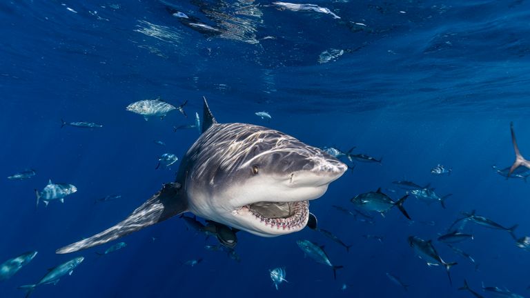 Shark attacks on two people are very rare, experts say. File pic: iStock

