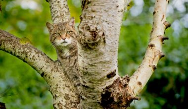 Pic Saving Wildcats/PA