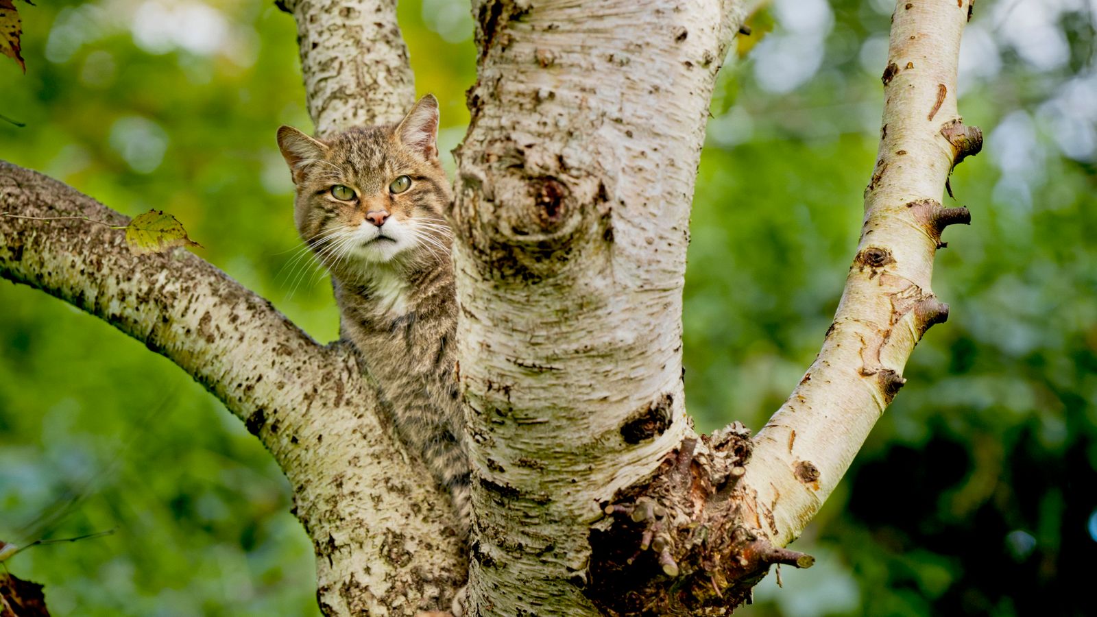 Pic Saving Wildcats/PA