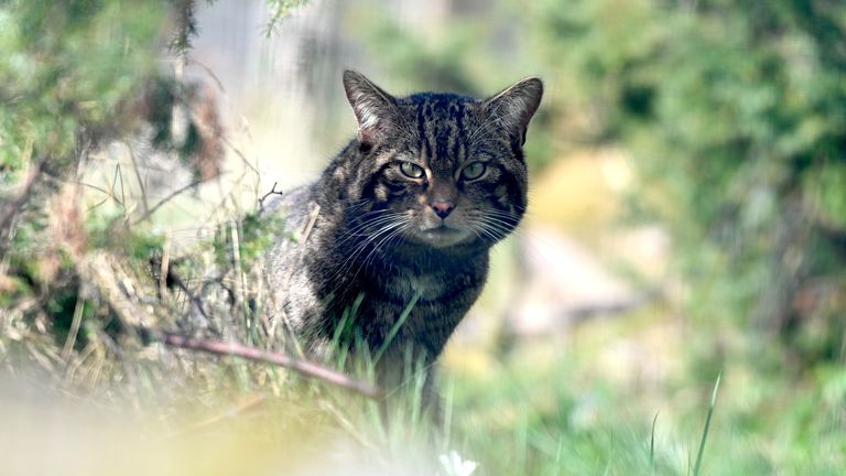 Pic Saving Wildcats/PA