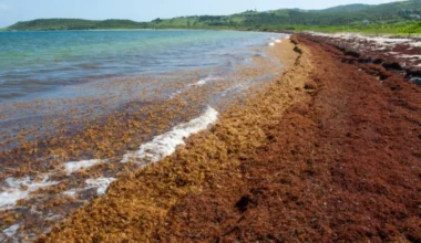 Spain promotes green solutions to transform the sargassum invasion into a sustainable opportunity