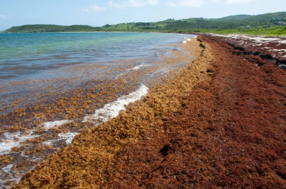 Spain promotes green solutions to transform the sargassum invasion into a sustainable opportunity