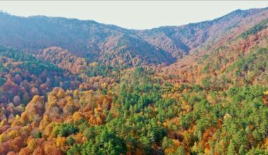 EU consumption destroyed 100 trees per minute, says WWF