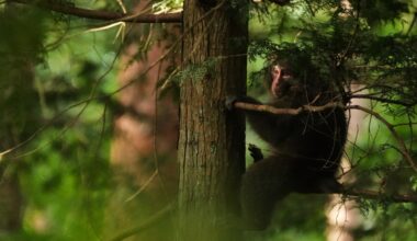 Residents in Japan's Northern Alps use GPS trackers to herd monkeys