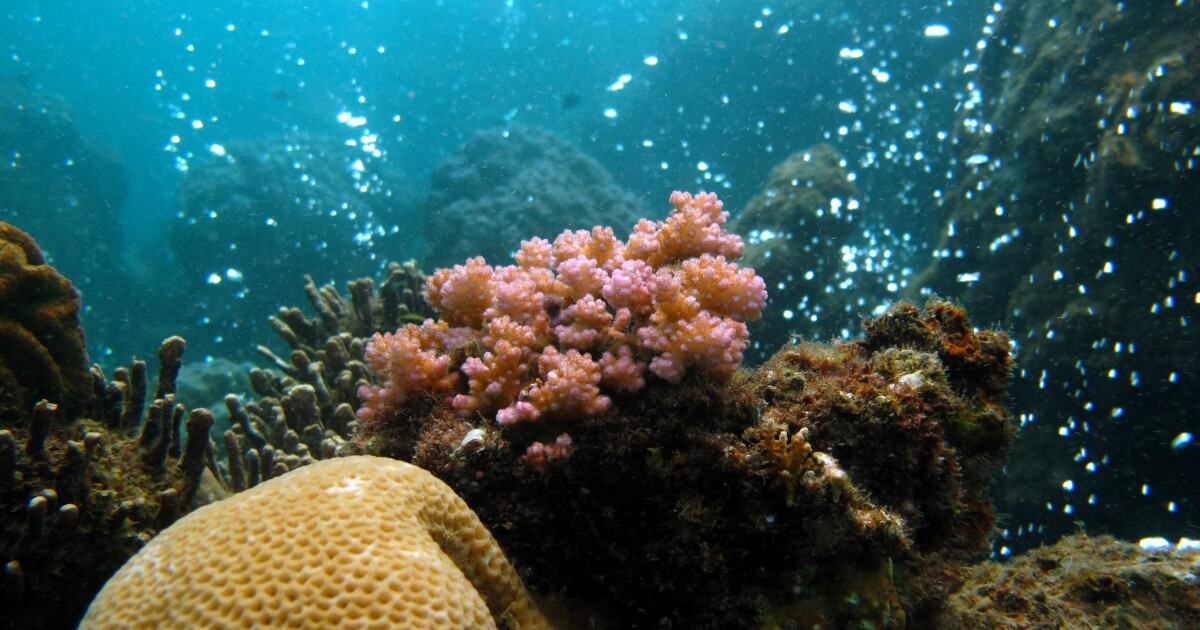What volcanic bubbles show us about coral reef futures
