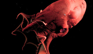 'Vampire Squid From Hell' Reveals The Ancient Origins of Octopuses : ScienceAlert