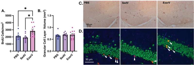 ExerVs increased adult hippocampal neurogenesis . Credit: Brain Research (2025). DOI: 10.1016/j.brainres.2025.150003 Vesicles released during exercise that boost neurogenesis can be transplanted