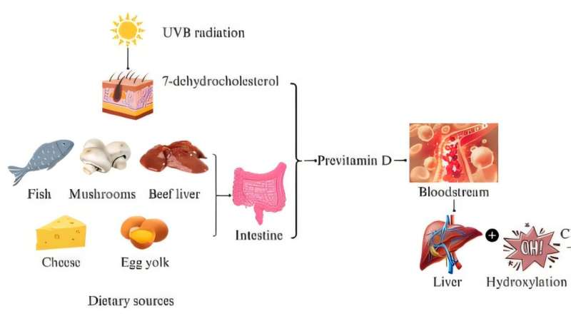 Graphical abstract. Credit: Biomolecules and Biomedicine (2025). DOI: 10.17305/bb.2025.12331 Vitamin D and depression in adults
