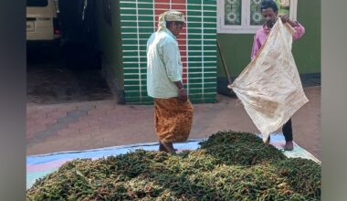 Workers dry freshly harvested pepper in the sun. Photo: Special arrangement