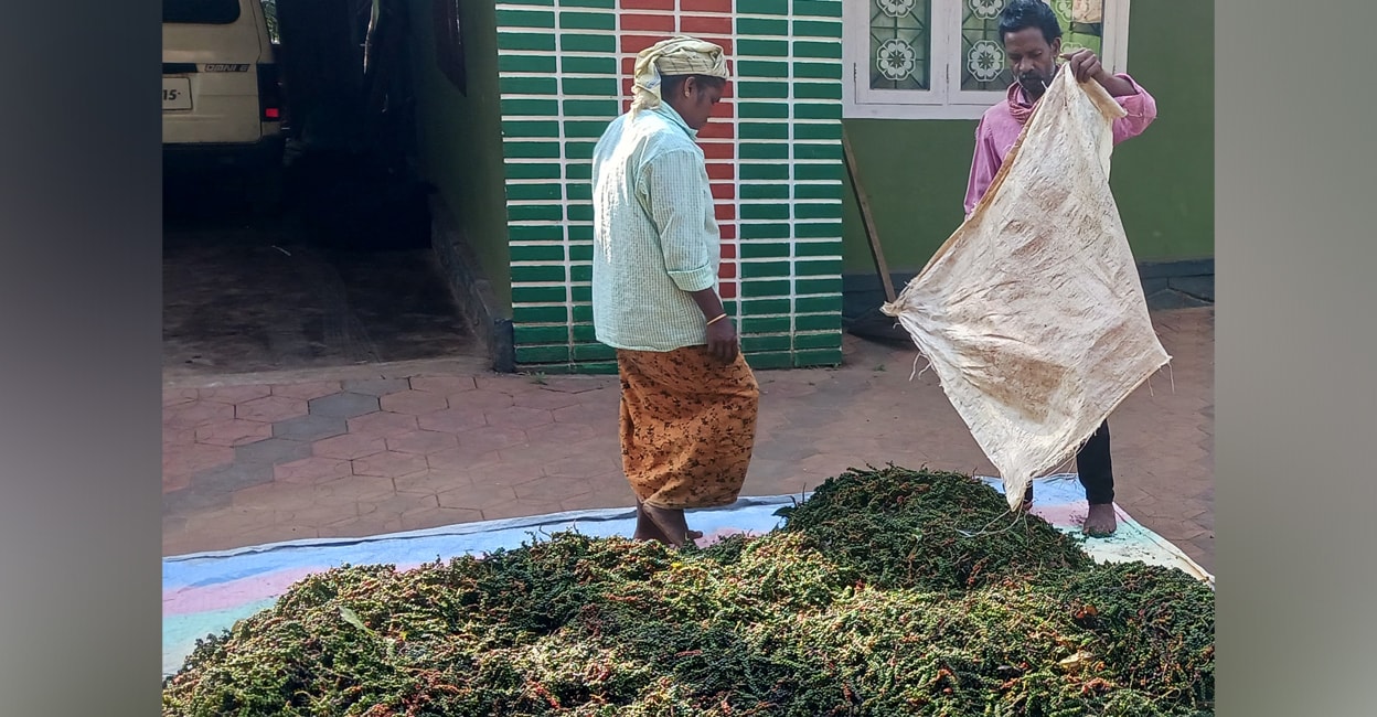 Workers dry freshly harvested pepper in the sun. Photo: Special arrangement
