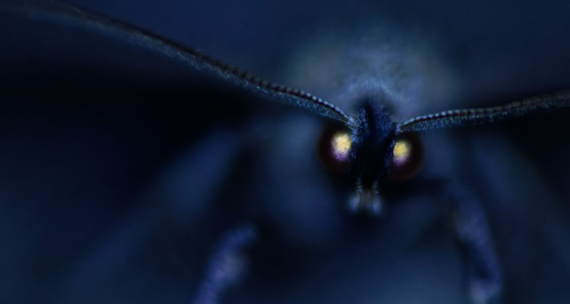 Shot with a Canon EOS R5 and custom lighting, this magical, otherworldly photo captures a moth's glowing eyes