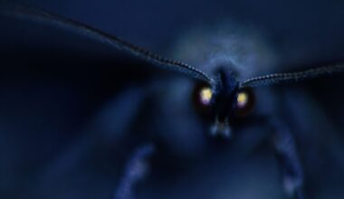 Shot with a Canon EOS R5 and custom lighting, this magical, otherworldly photo captures a moth's glowing eyes