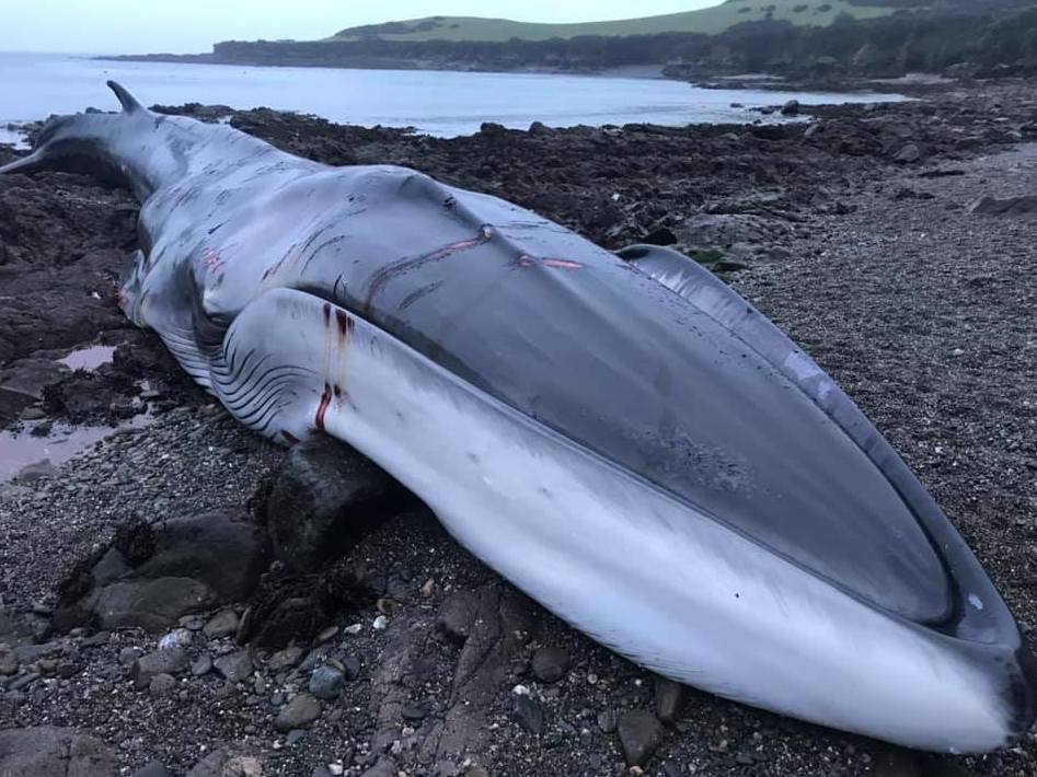The fin whale was found stranded on a Cornwall beach in February 2020 and later died