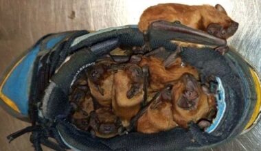 Man surprised to find colony of bats inhabiting shoes he left on balcony