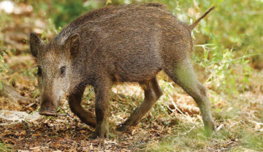 About 130,000 animals are hunted annually in Israel under legal protection