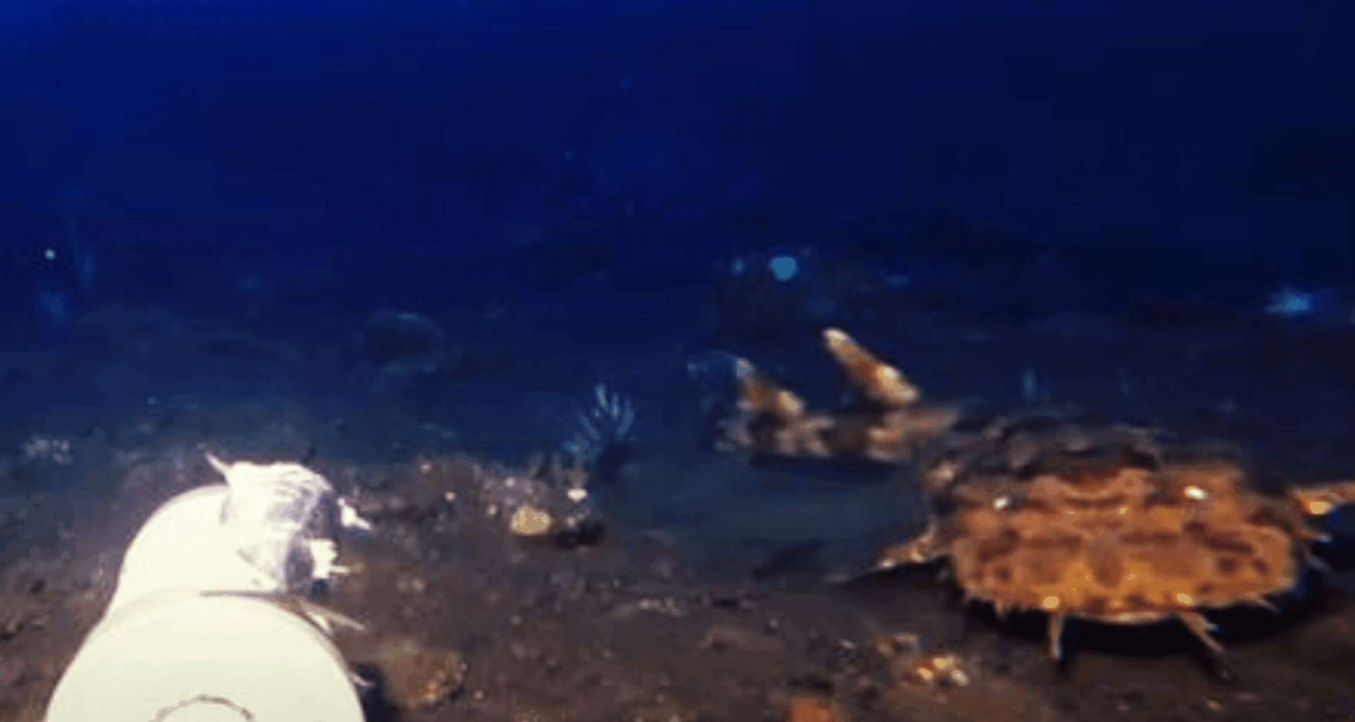 Youtuber Drops Camera Into Ocean And Captures Never Before Seen Deep Sea Species