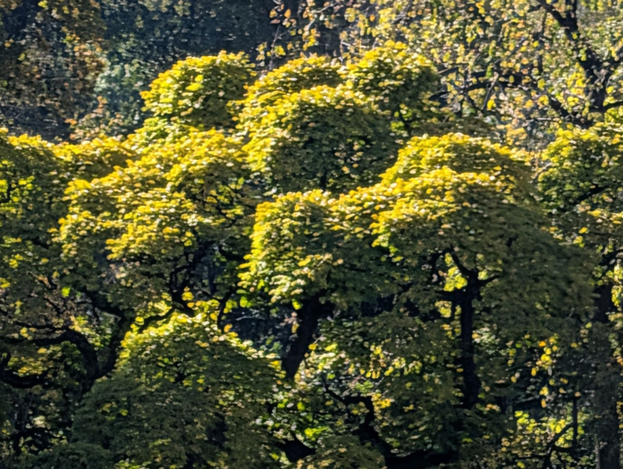 Google Pixel 10 Pro XL zoom sample.