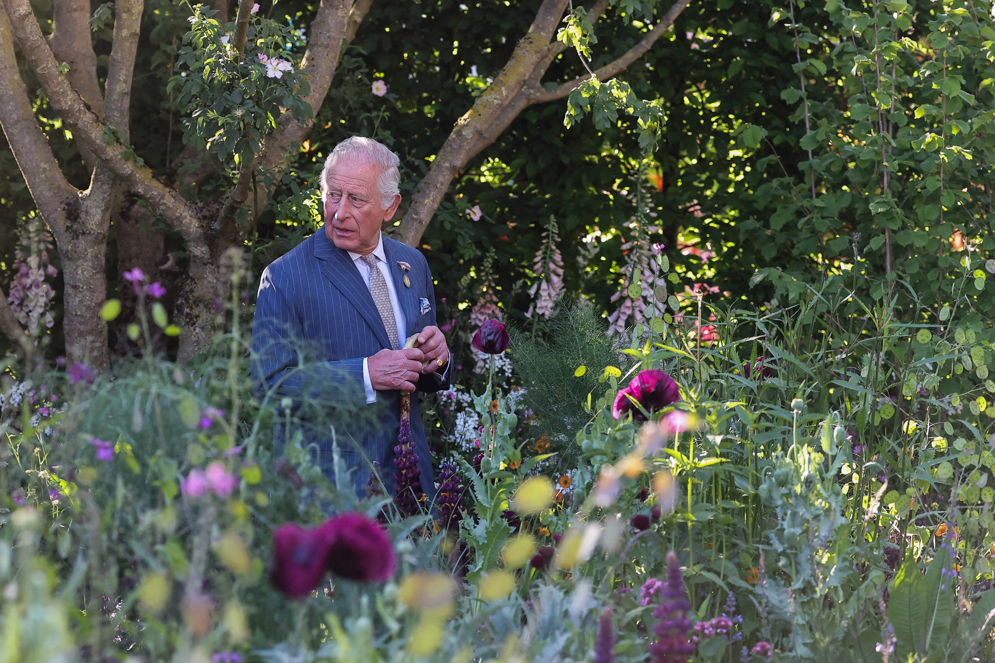 King Charles III in a pinstripe suit, holding a walking stick, stands among various plants and dark red flowers at the RHS Chelsea Flower Show.