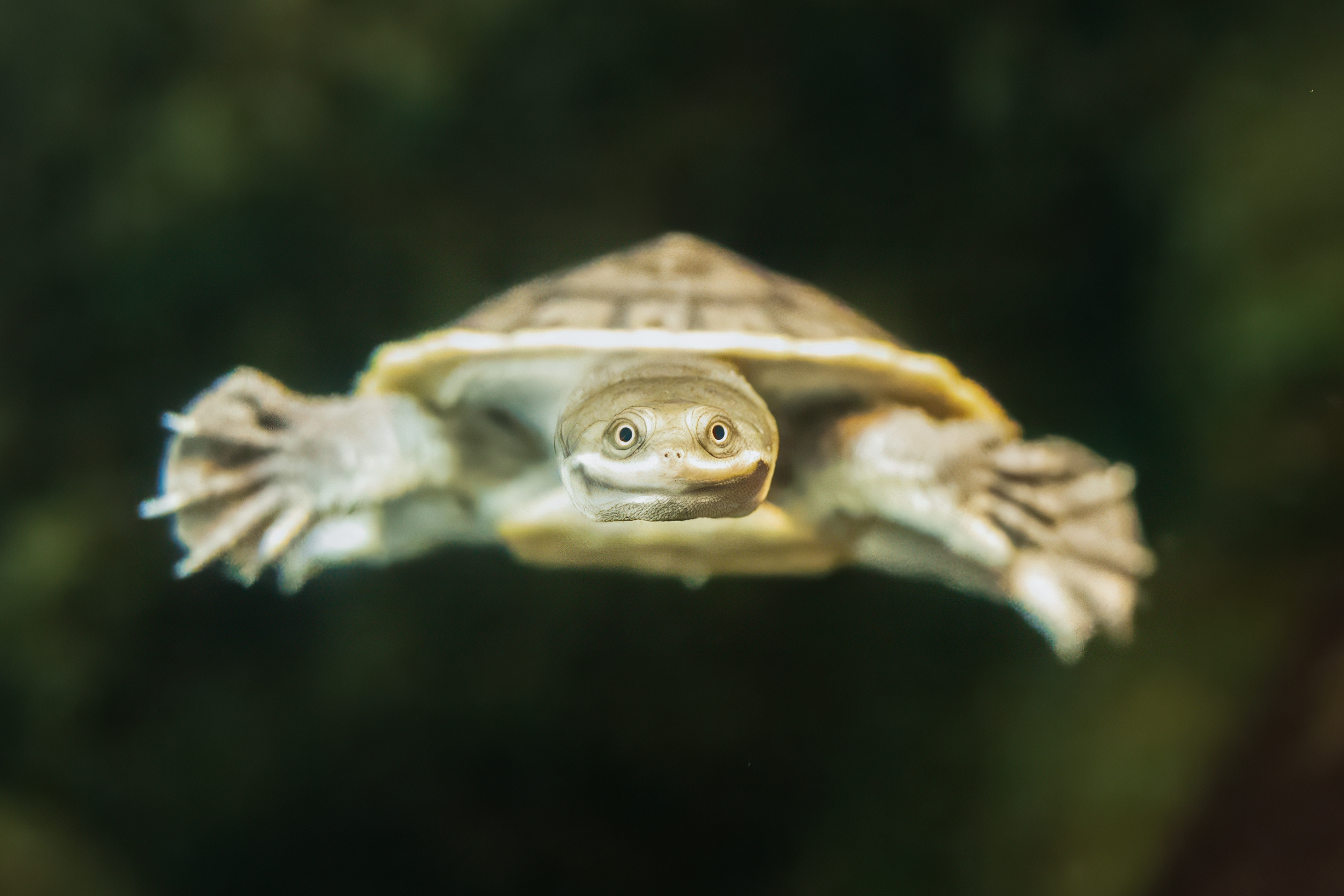 Happy Hugo, a turtle with a light shell, swims towards the camera.