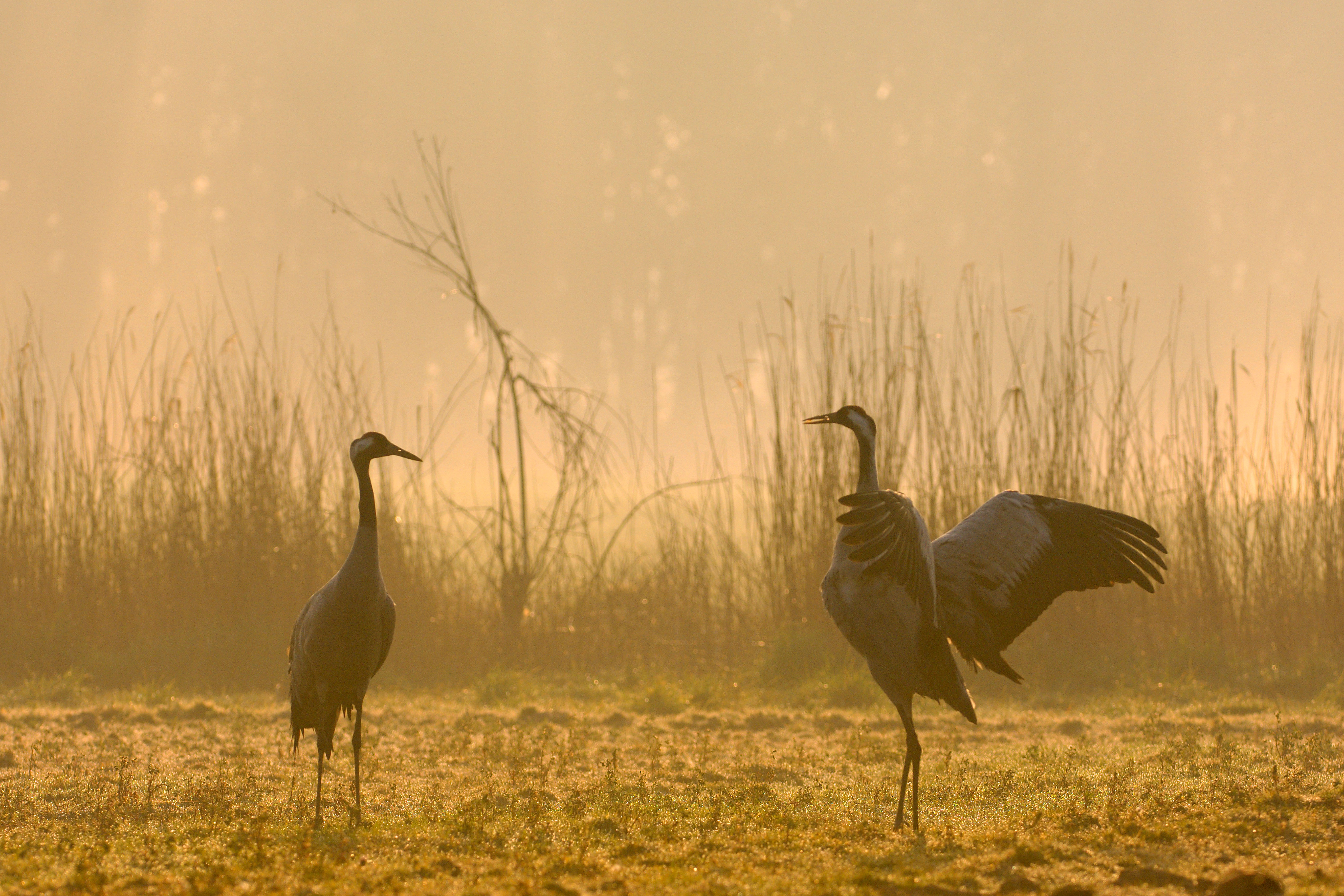 A pair of common cranes displaying near Hickling Broad Norfolk.