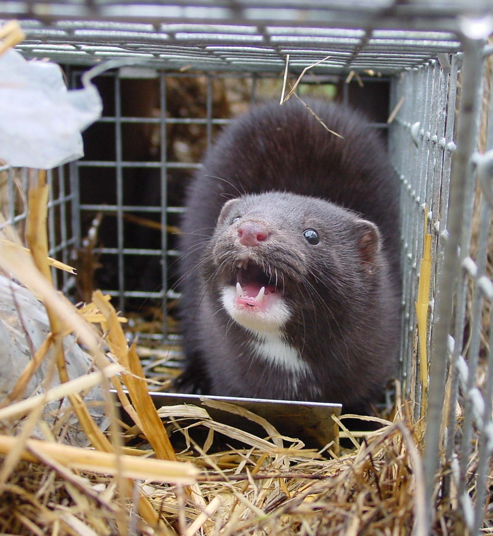 An American mink in a live trap, with its mouth open, showing its teeth.