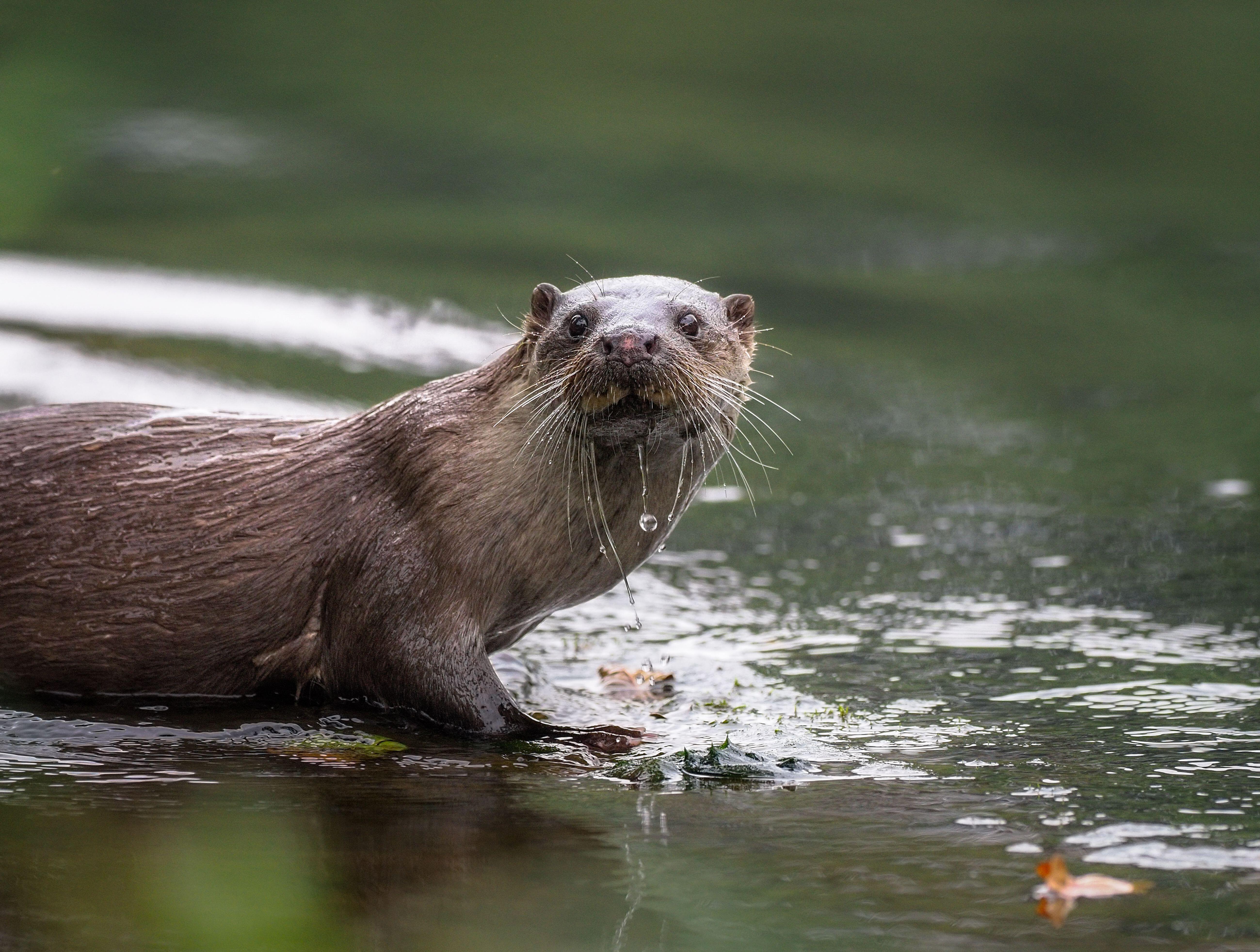 An otter partially submerged in the River Teifi, Wales, with water dripping from its mouth and whiskers.