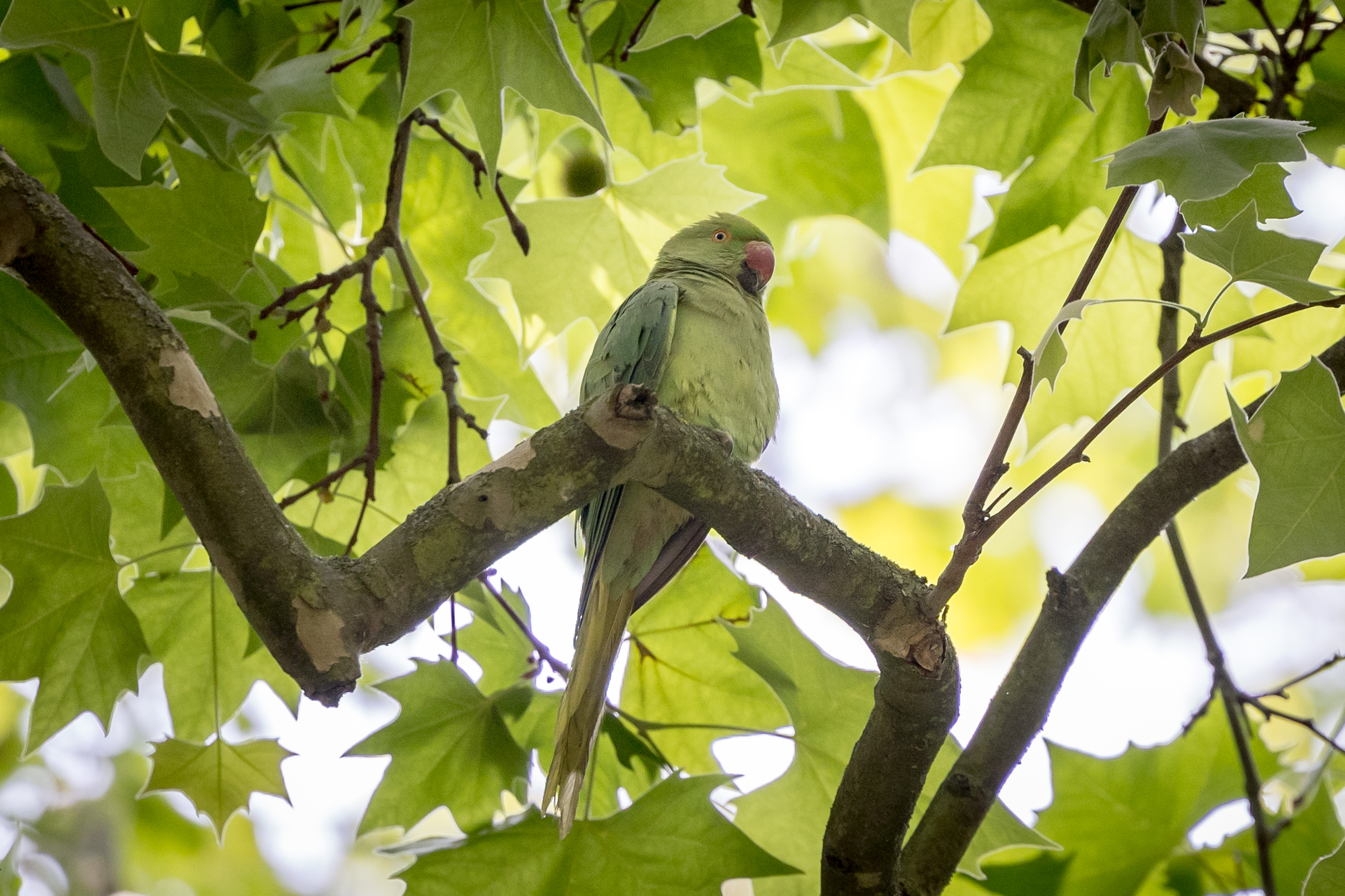 A parakeet perches on the branch of a plane tree in Victoria Park, London, England.