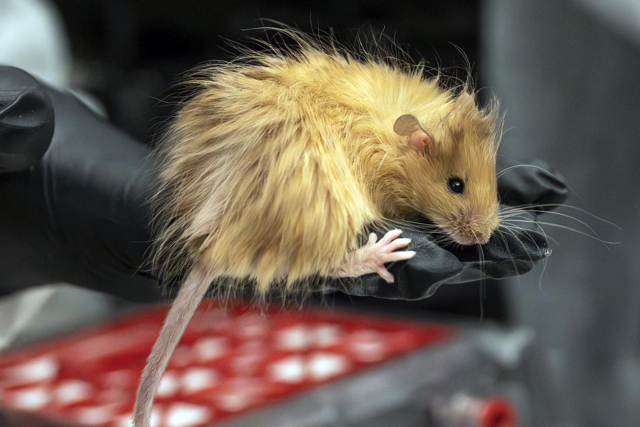 Genetically edited mouse with long, thick, woolly hair held in a gloved hand.